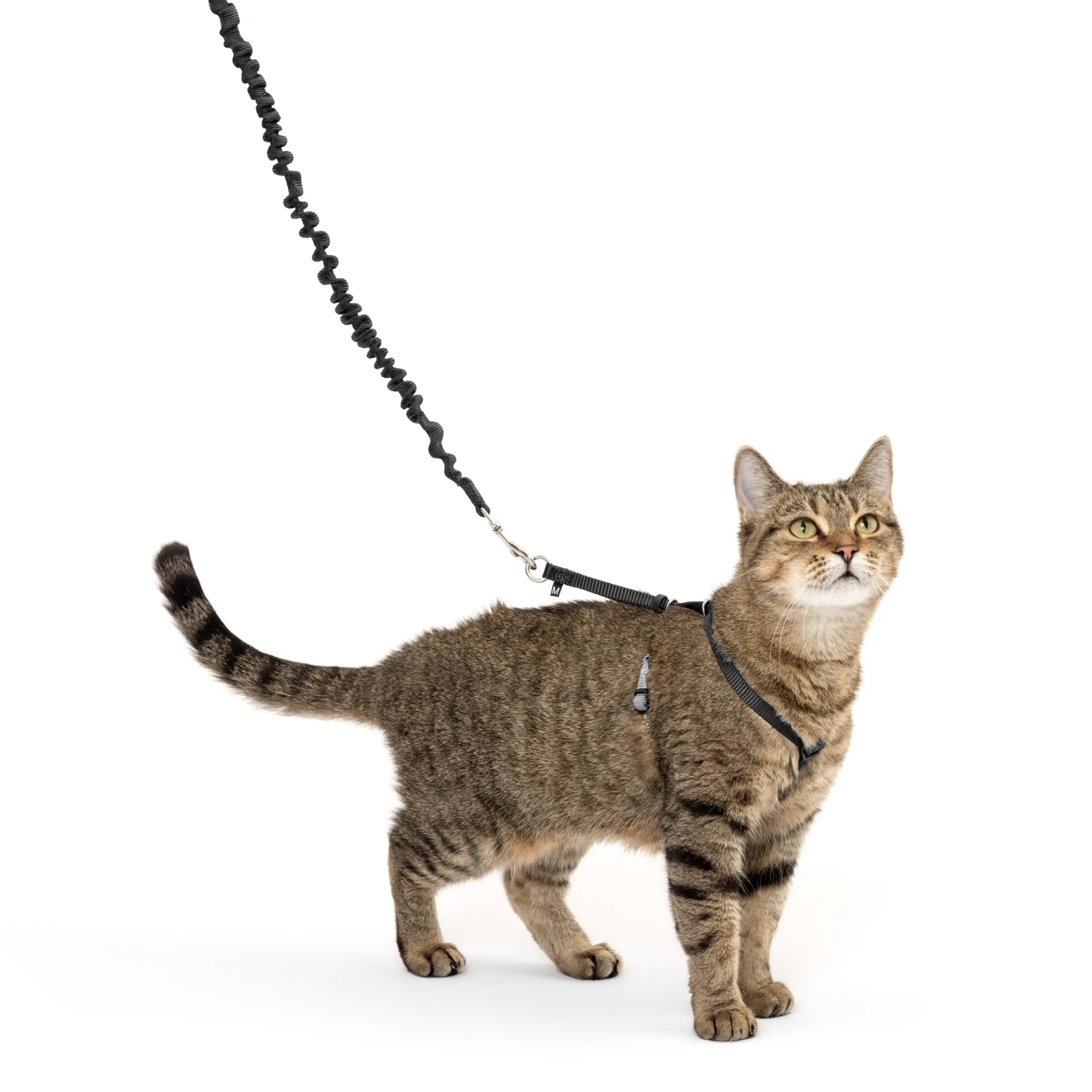 PetSafe Harnesses & Leashes|Travel-Come With Me Kitty™ Cat Harness & Bungee Leash