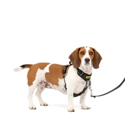 PetSafe Training|Harnesses & Leashes-Easy Walk® Comfort No-Pull Dog Harness