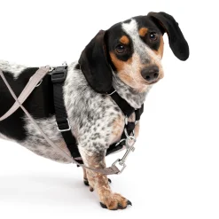 PetSafe Training|Harnesses & Leashes-Sure-Fit Harness®